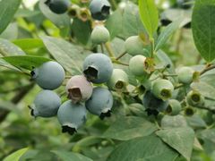 -金谷域澳洲庄园