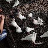 不可错过的西湖边动物打卡🕊