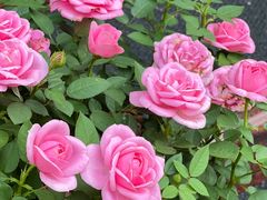 -成都绿洲大酒店(春熙路太古里店)