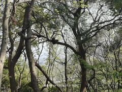 -苏州上方山国家森林公园