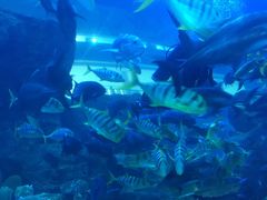 -迪拜水族馆及水下动物园