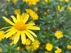 -西湖风景区-江洋畈生态公园