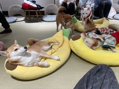 -逗柴咖啡屋·狗咖猫咖宠物桌游