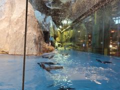 -帝企鹅自助餐厅•儿童岛•真企鹅(长隆企鹅酒店)