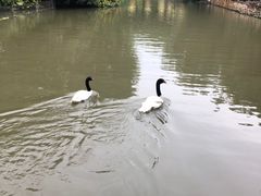 -广州长隆飞鸟乐园