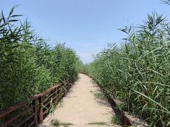 -绿堤公园
