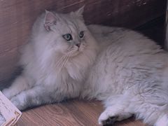 -猫友咖啡店(玉林西路店)