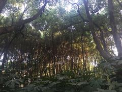 -东湖落雁景区