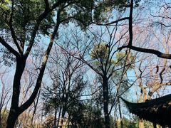 -西园戒幢律寺