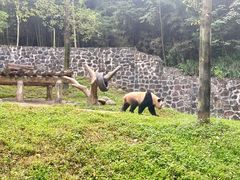 -都江堰中华大熊猫苑