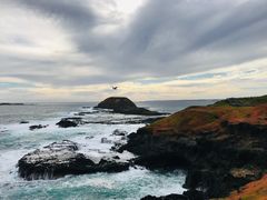 -企鹅岛