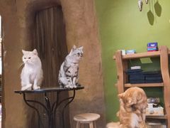-猫猫幼稚园·撸猫·桌游·电玩