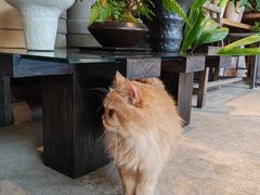 -自由生长植物工作室(深港花卉中心店)