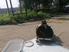 -派美特宠物医院·核磁CT·骨科肿瘤·疑难转诊(沈农禾丰店)