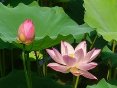-荔湾湖公园