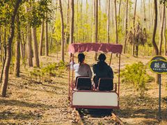 -合肥滨湖国家森林公园