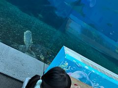 -海棠湾洲际-涛·海底餐厅·美人鱼·自助餐·海底隧道