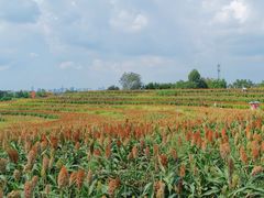 -三圣花乡旅游区