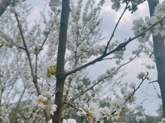 -树山生态村