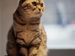 -猫儿山۰猫主题餐厅