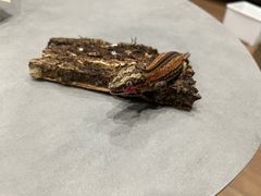 -酷以爬仙阁实体爬宠店·守宫·蜥蜴·专业繁育