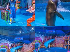 -烟台海昌鲸鲨海洋公园