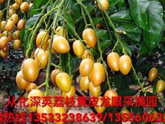 -从化深英荔枝黄皮龙眼采摘园