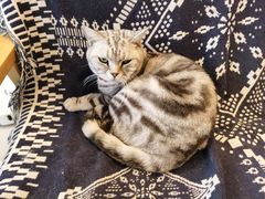 -平行世界·猫咖(首经贸店)