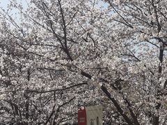 -高东镇樱花园