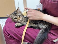 -瑞派康怡24h宠物医院·犬猫医疗中心·微创绝育(瑞景分院)