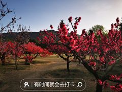 -国家植物园