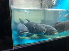 -全乐鱼馆·淳牌有机鱼直营店