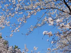 -武汉大学-樱园