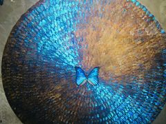 -上海昆虫博物馆