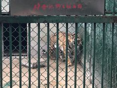 -合肥野生动物园