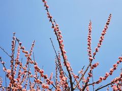 -香雪海