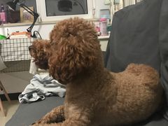 -沐沐家宠物(成寿寺店)