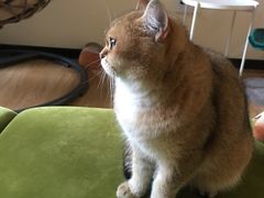 -滚猫咖啡·猫咖·猫友好撸猫(未来城店)