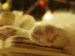-猫和宫(六道口店)