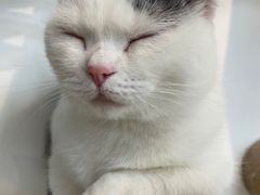 -Heymao猫咖.咖啡厅(东门店)