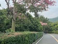 -大屏嶂森林公园