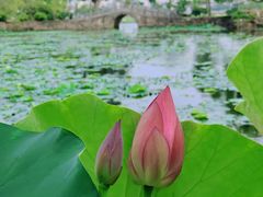 -无锡蠡湖国家湿地公园-蠡园