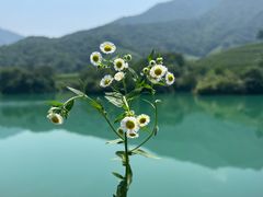 -龙坞茶村