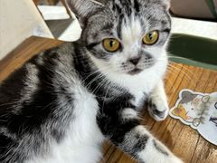 -猫小院猫主题餐厅(南锣旗舰店)
