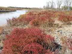 -春花秋色城市公园
