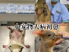 -立德异宠动物医院.兔鸟爬.内窥镜(天河店)
