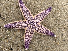 -那香海钻石沙滩浴场