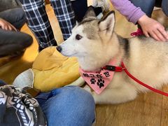 -Husky Go! 哈士奇体验馆·宠物咖啡厅狗咖