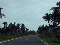 -东郊椰林