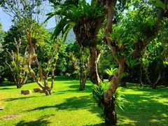 -深圳仙湖植物园